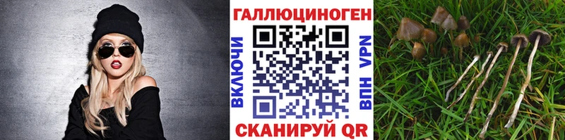 Галлюциногенные грибы Psilocybine cubensis  дарнет шоп  Харовск 